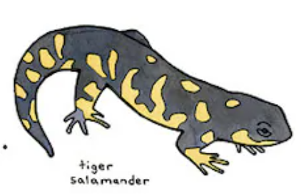 Salamander pfp