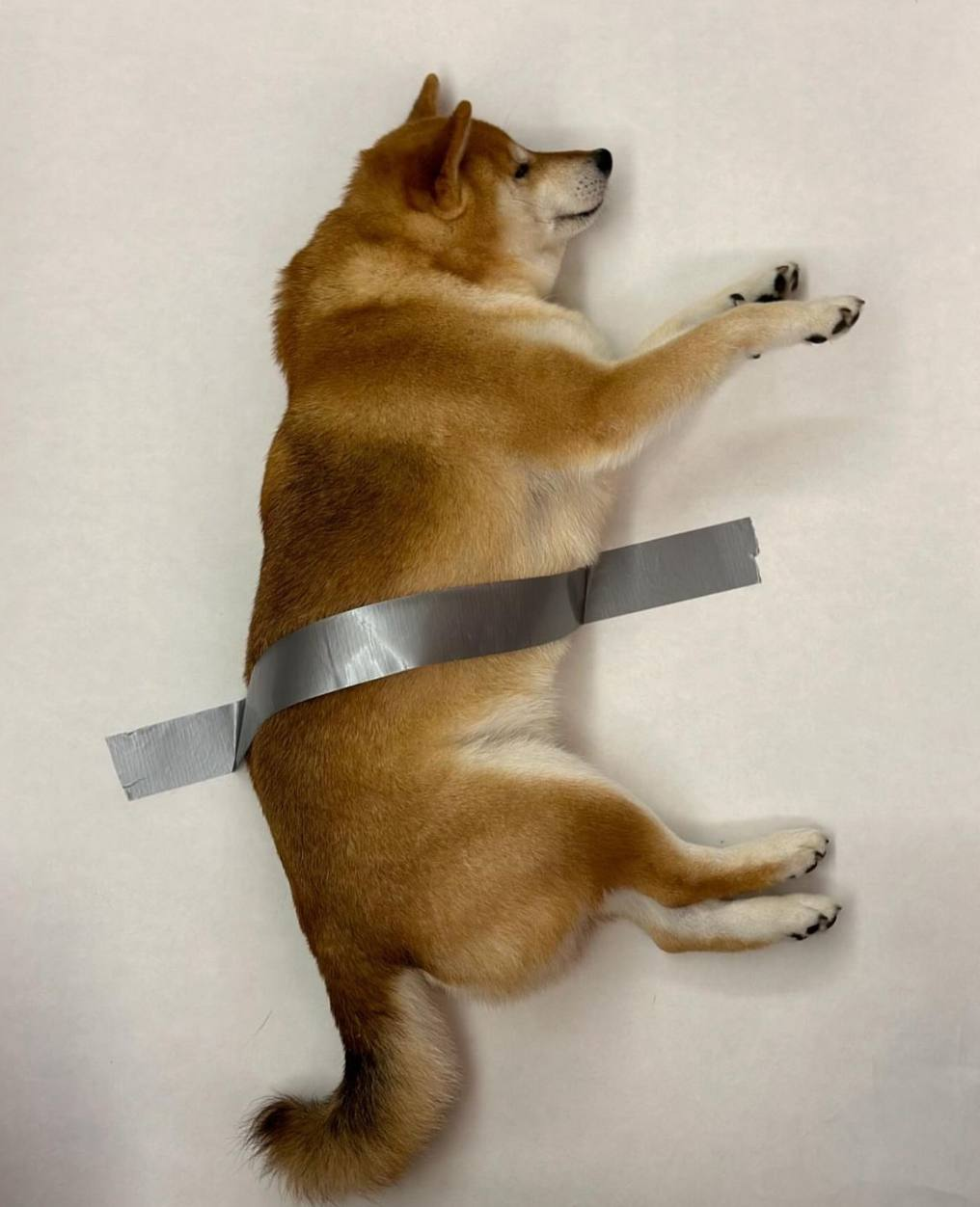 Taped Dog logo