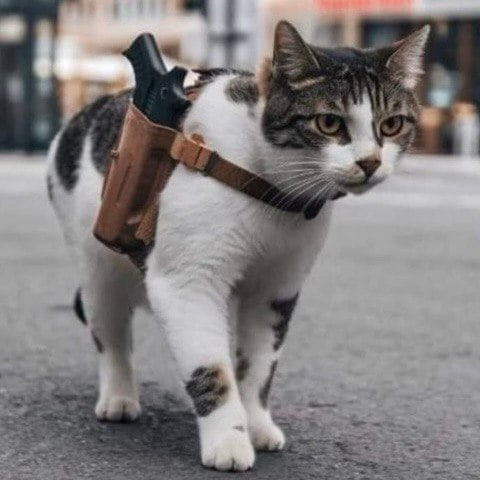 Cat With The Gat logo