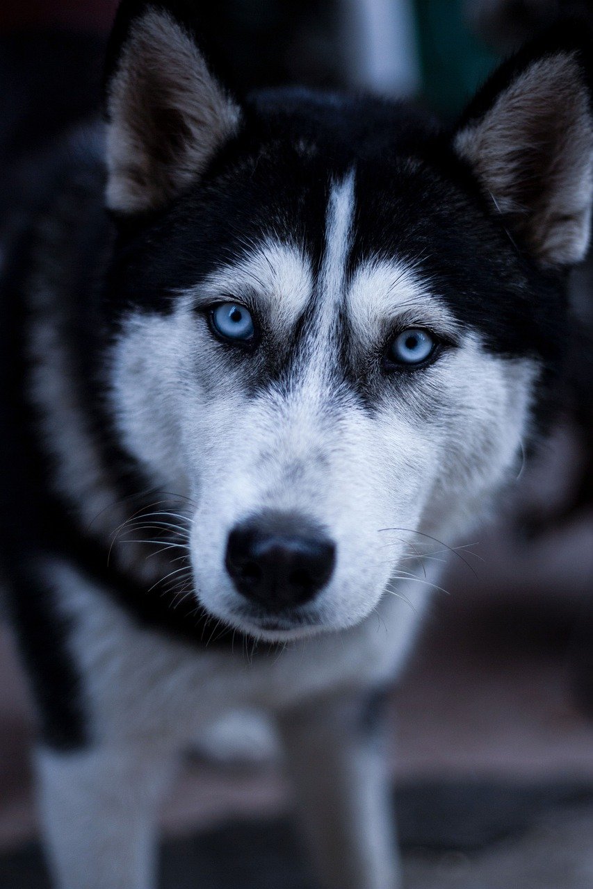 https://supercast.mypinata.cloud/ipfs/QmeBEfiXEz6hTKa4GbBoeU7BUCWwxmEqBGNaJY8jPkGQyK?filename=dog-7694676_1280.jpg